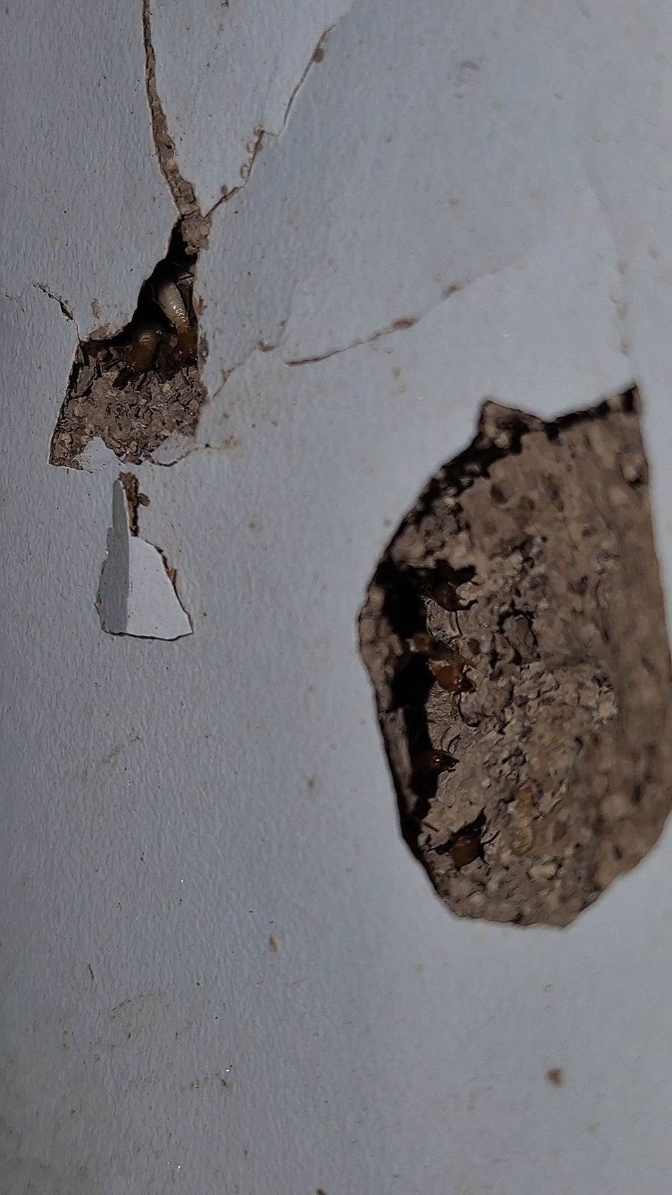 Active Termite Infestation