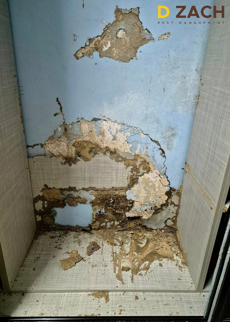 Active Termite Infestation