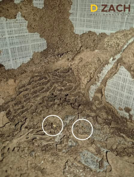 Pest Control Port Dickson - Termite Treatment