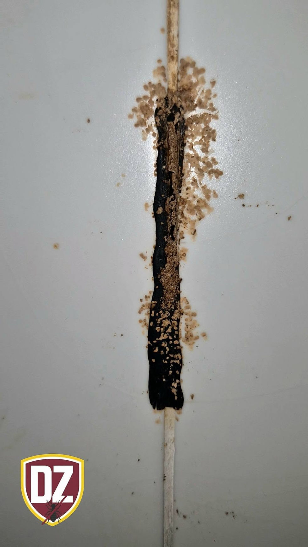 Pest Control Seremban - Termite Treatment