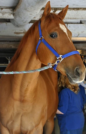 Watchnmypocket Thoroughbred for adoption through Sunshine Horses