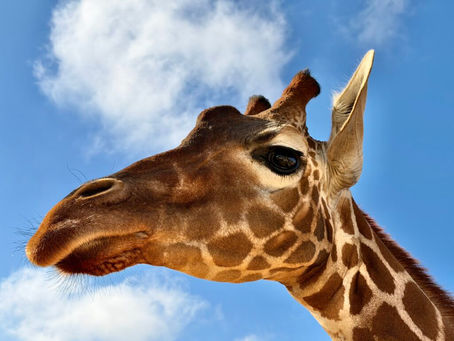 Meet the Giraffes at Longneck Manor: A Unique Wildlife Experience in Texas