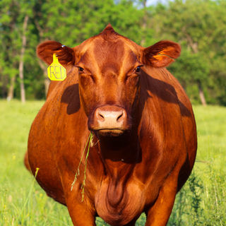 Cows-4.jpg
