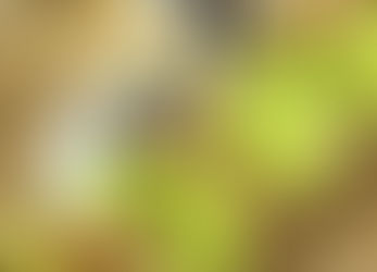 白菜・キャベツ収穫祭★ エゴノキファーム 2023/12/17(日)開催!(子どもが輝く東京・応援事業)