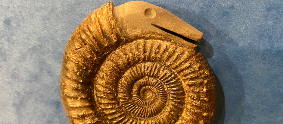 Whitby’s "Snakestones" and the legend of St.Hilda