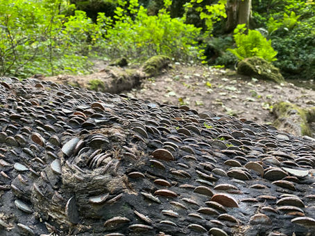 The Wishing Trees of Yorkshire - Who says money doesn’t grow on trees?