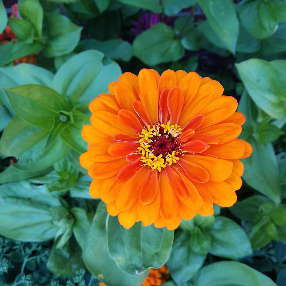 orange zinnia