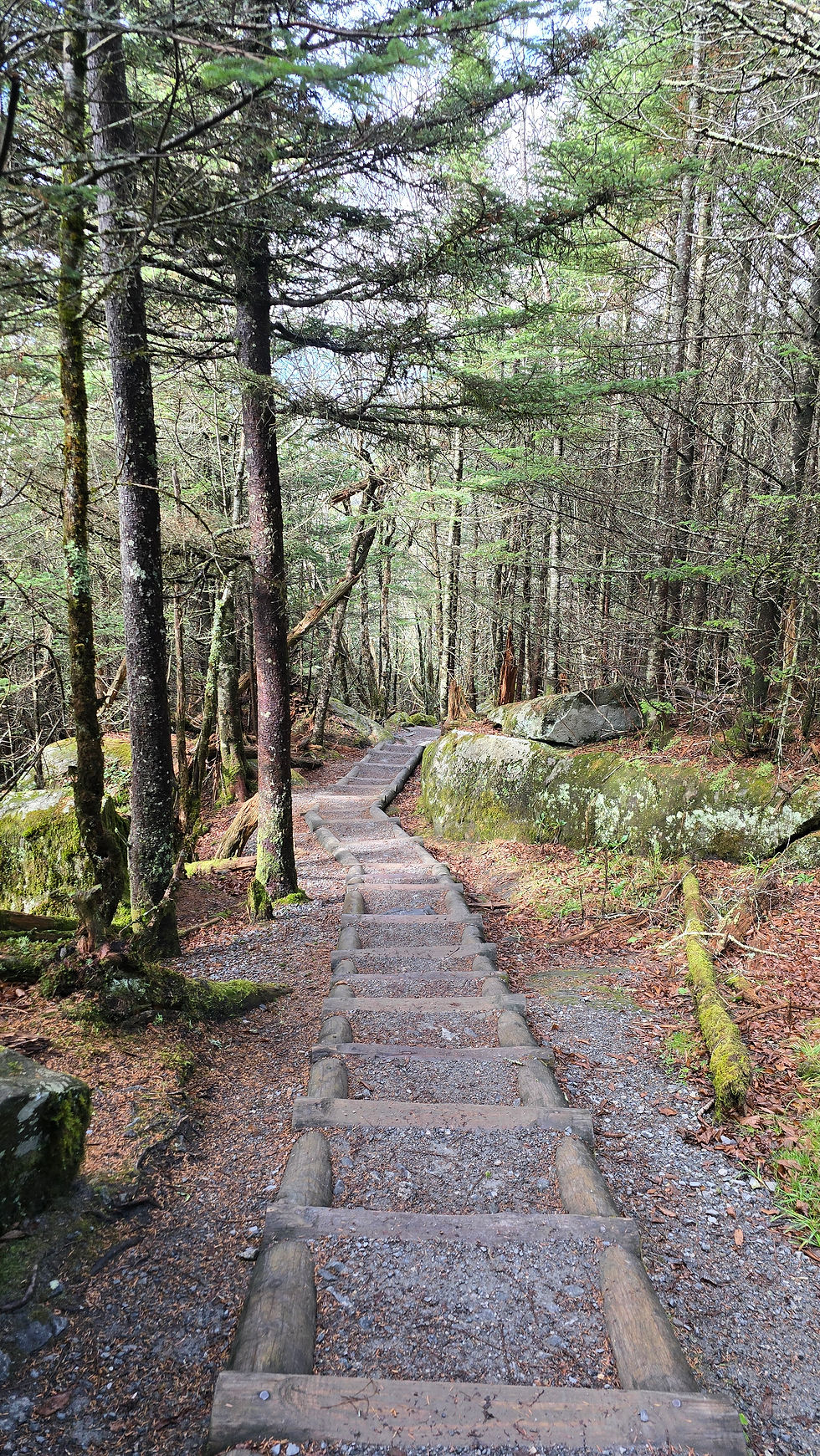 Andrew's Bald hike - clearly the National Park has put a great deal of effort maintaining this trail
