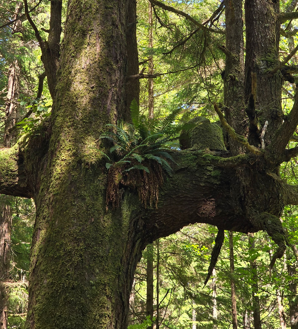 The forests are so lush at Olympic National Park - ferns even grew on the branches of the old growth trees! 