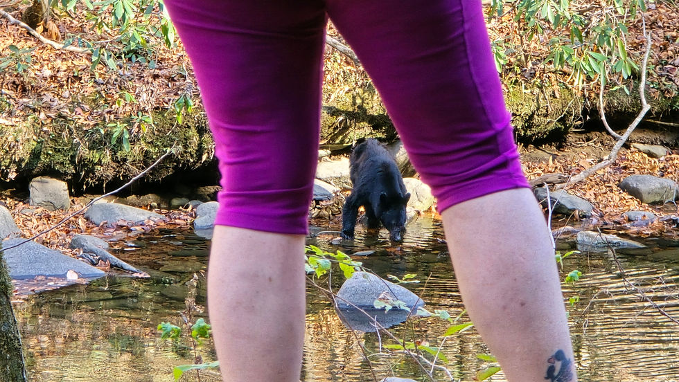 We did see some wild life - sometimes the other tourists just get in the way of a good picture.