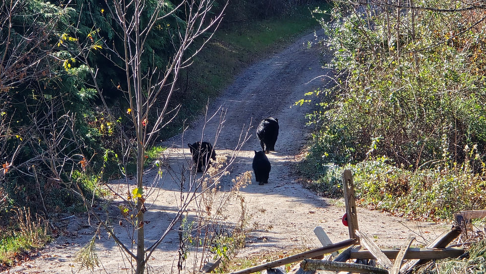 Bears! Right on Michaela's street.