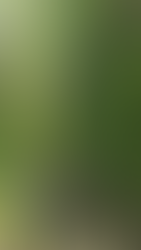 Redwoods National Park