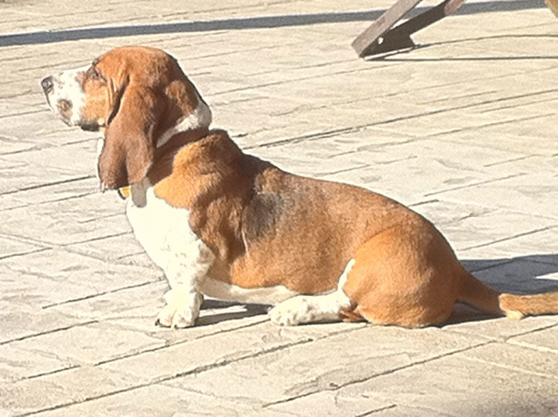 If you need to bury or cremate your pet, schedule our vehicle to bring them to your event on our luxury pet van.