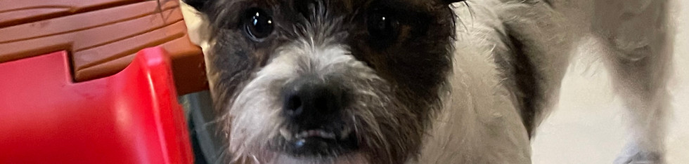 terrier-near-slide.jpg