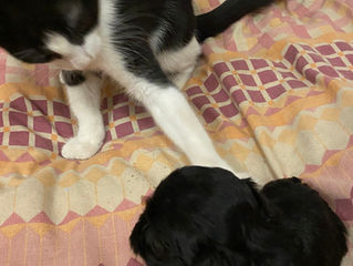 How Much Do Lowchen Puppies Cost in Australia? | What to Expect