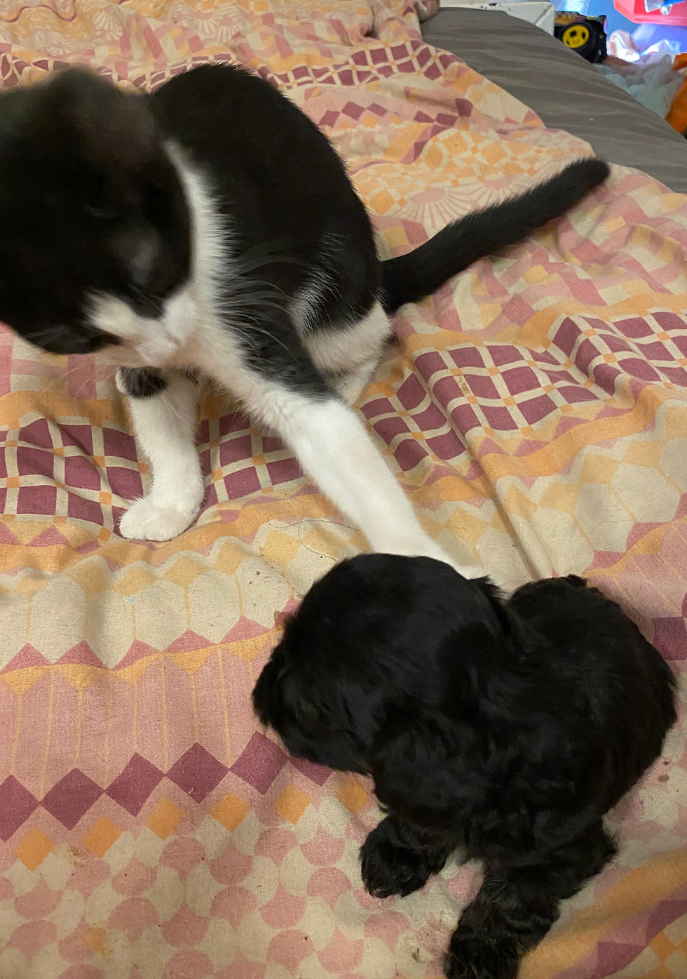 Socialisation is essential to the puppy's well-being.