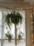 Macrame plant hanger