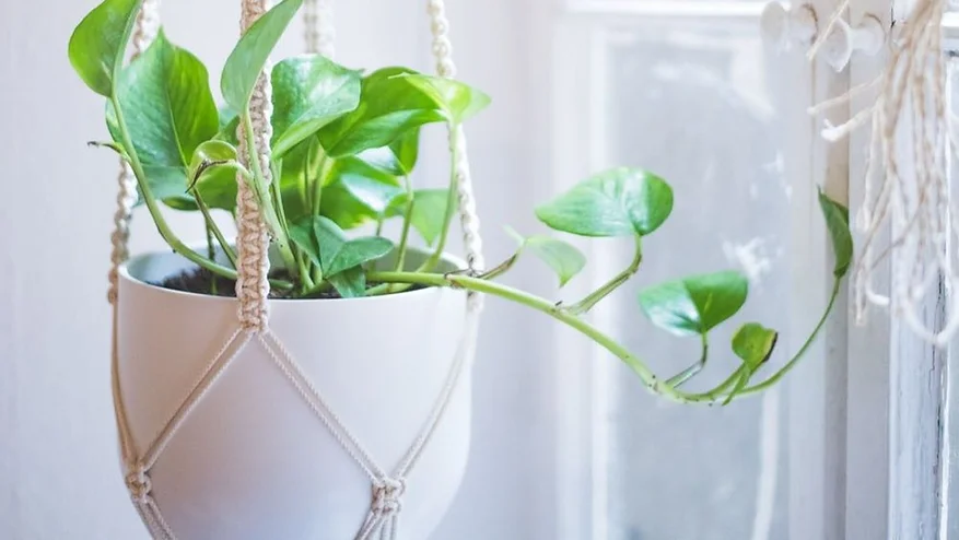 Macrame Plant Hanger (Saturday, September 30th, $60)