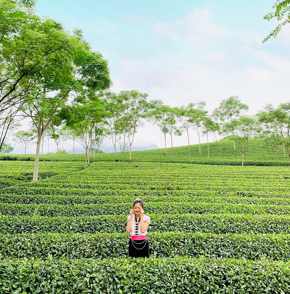 Teas from Moc Chau, Vietnam