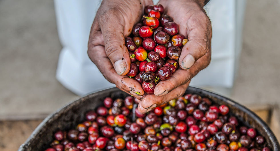 roast-coast-sonstiges-genuss-reise-kaffee