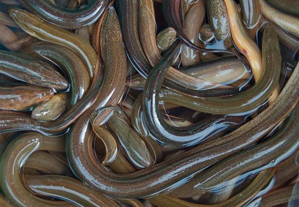 eel3.jpg