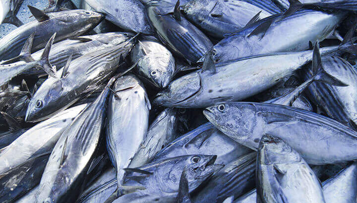 tuna fish2.jpg