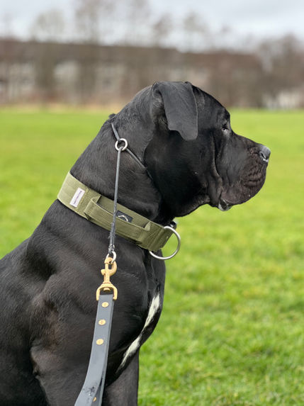 Powerful breed Cane Corso in training session with The Dog Life. Modifying dog reactivity and aggression through balanced training and socialising.