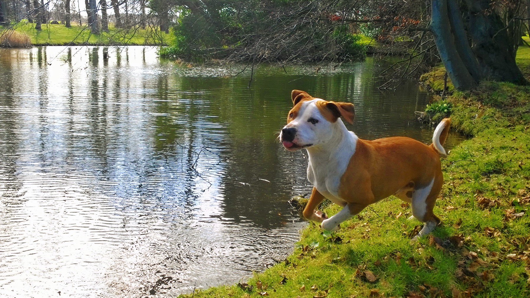 The Dog Life Dog Behaviourist Dog Training Scotland Inverness