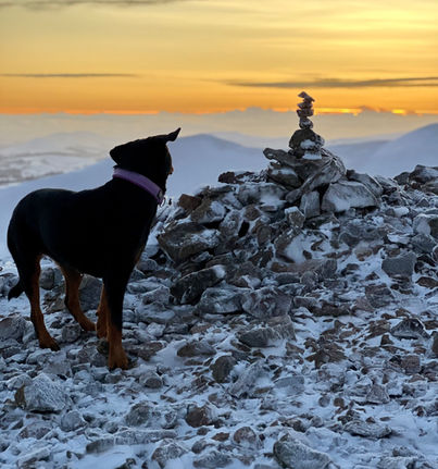 Off lead, highly trained dog at the summit of a snowy mountain