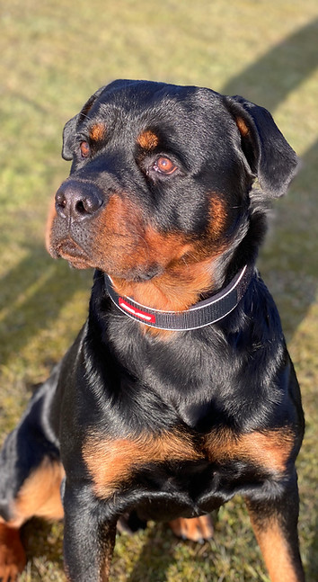 Dog Obedience Training Edinburgh