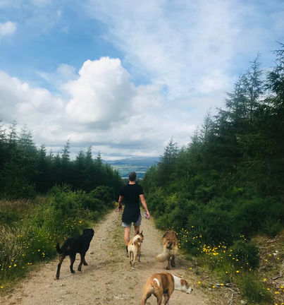 Professional dog behaviourist walking a pack of dogs, showing excellent training and high level, balanced handling skills