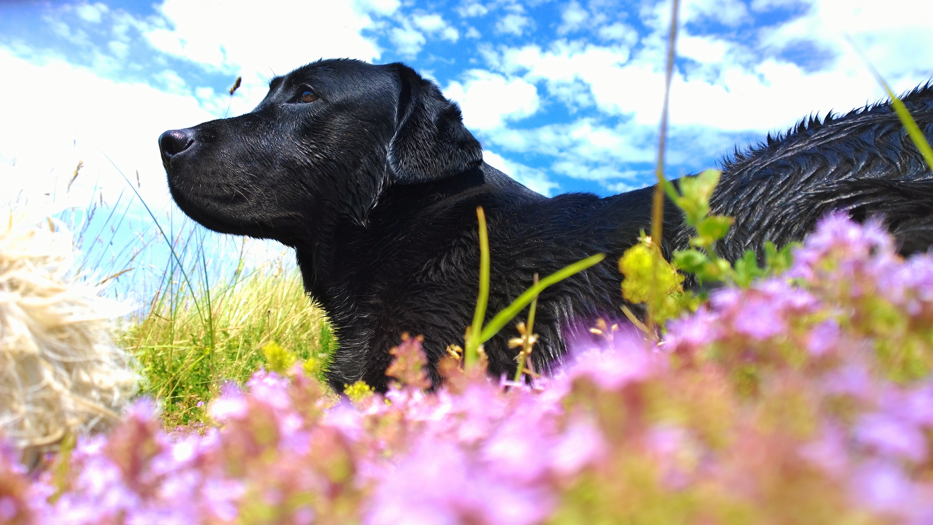 The Dog Life Dog Behaviourist Dog Training Scotland Inverness