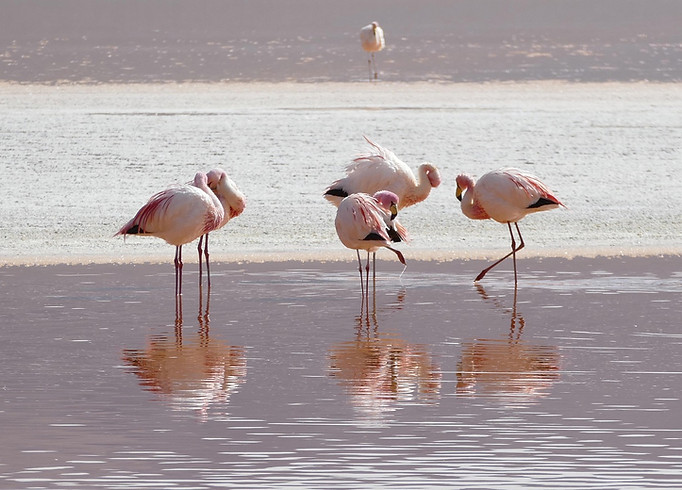 kaniri-flamingos-2099640_1920.jpg