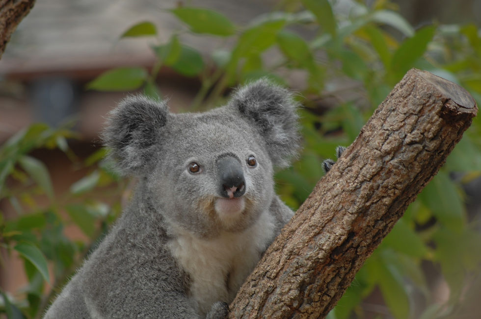 jongjoonmoon-koala-5423224_1920.jpg