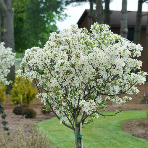 Lollipop Flowering Crabapple Tree | Timber Shack