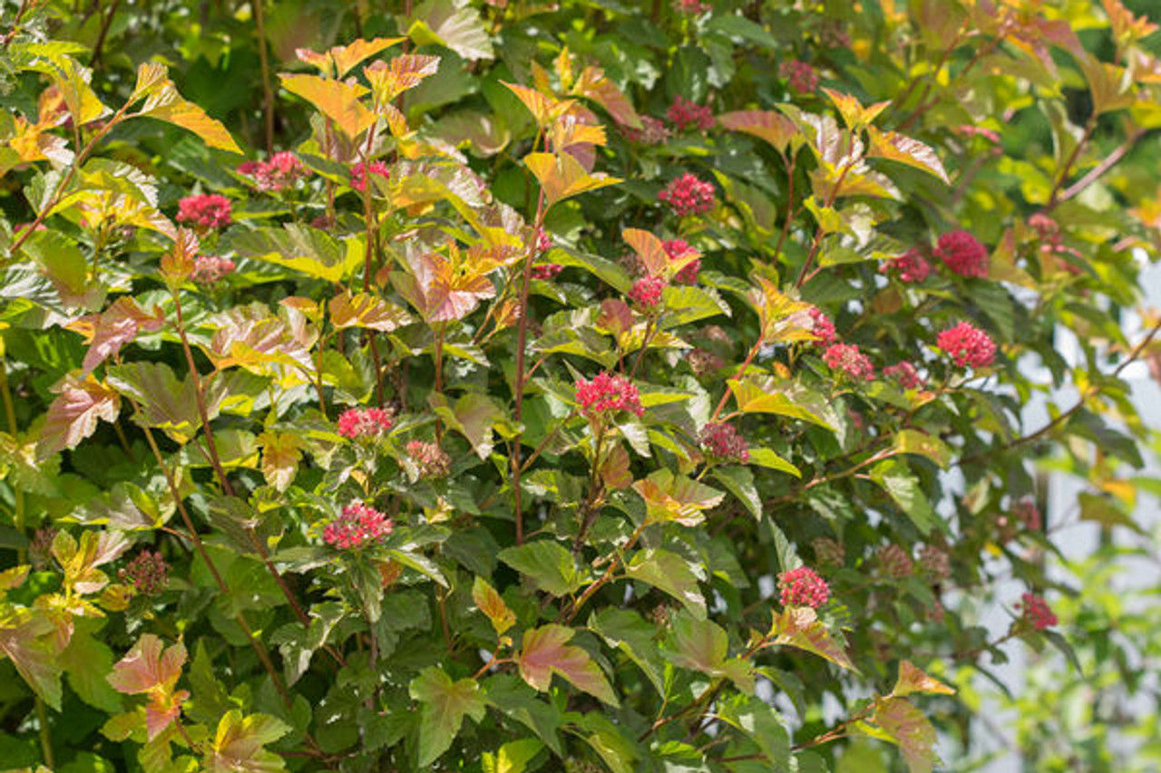 Ninebark