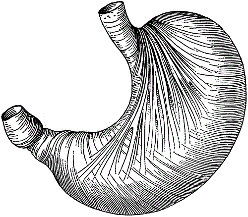 stomach_