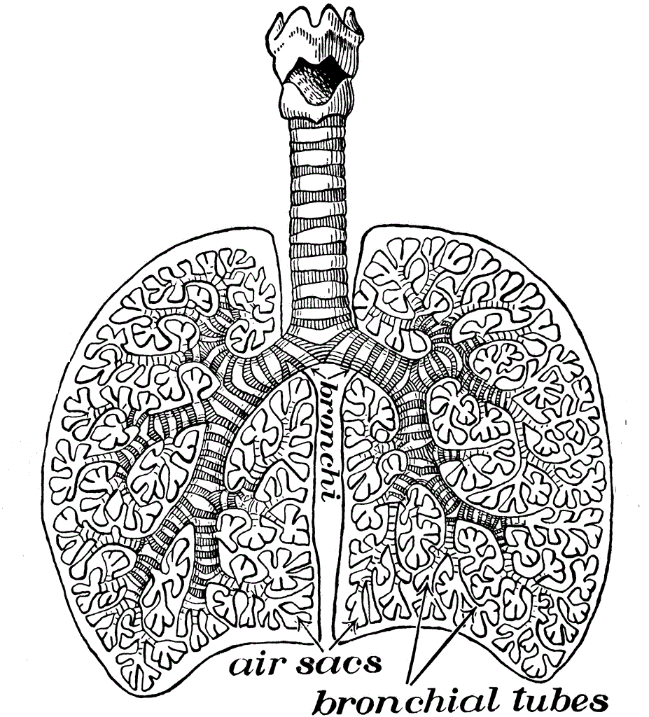 lungs_lg