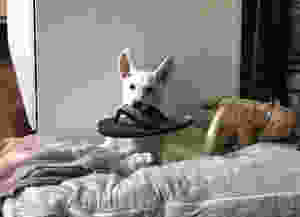 puppy with a sandal