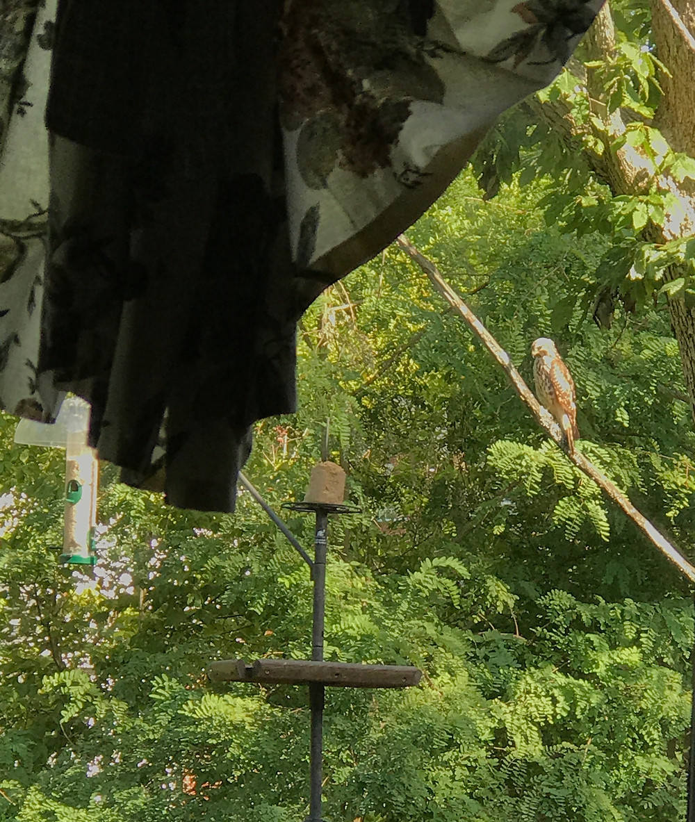 hawk in our yard