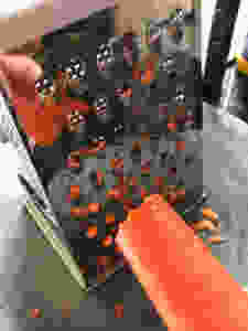 grating carrots