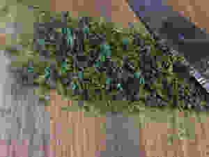 minced parsley