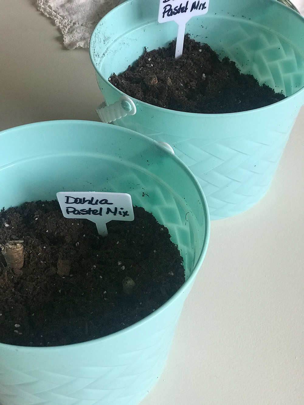 bucket of dahlias