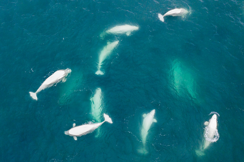 Aerial view of beluga pod swimming in Svalbard - Arctic - Whales
