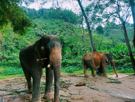 Il Santuario degli Elefanti