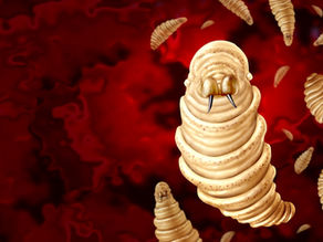 New World Screwworm Cases Rise But Oklahoma Remains Free