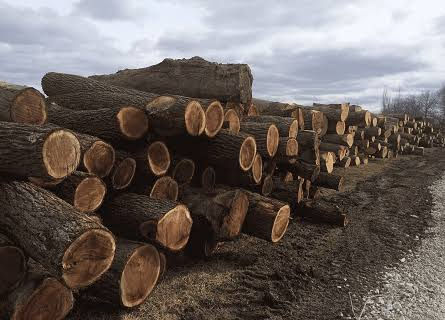Officials Investigate Timber Theft Ring In Northeast Oklahoma