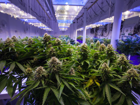OBN to Testify on Foreign Chinese Nationals in Oklahoma Marijuana Grows