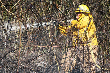 Firefighter in bright yellow gear works amid burned brush and tangled branches after a wildfire.