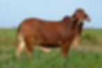 Brown cow standing in a green field, facing the camera. Clear blue sky in the background, conveying a serene rural setting.